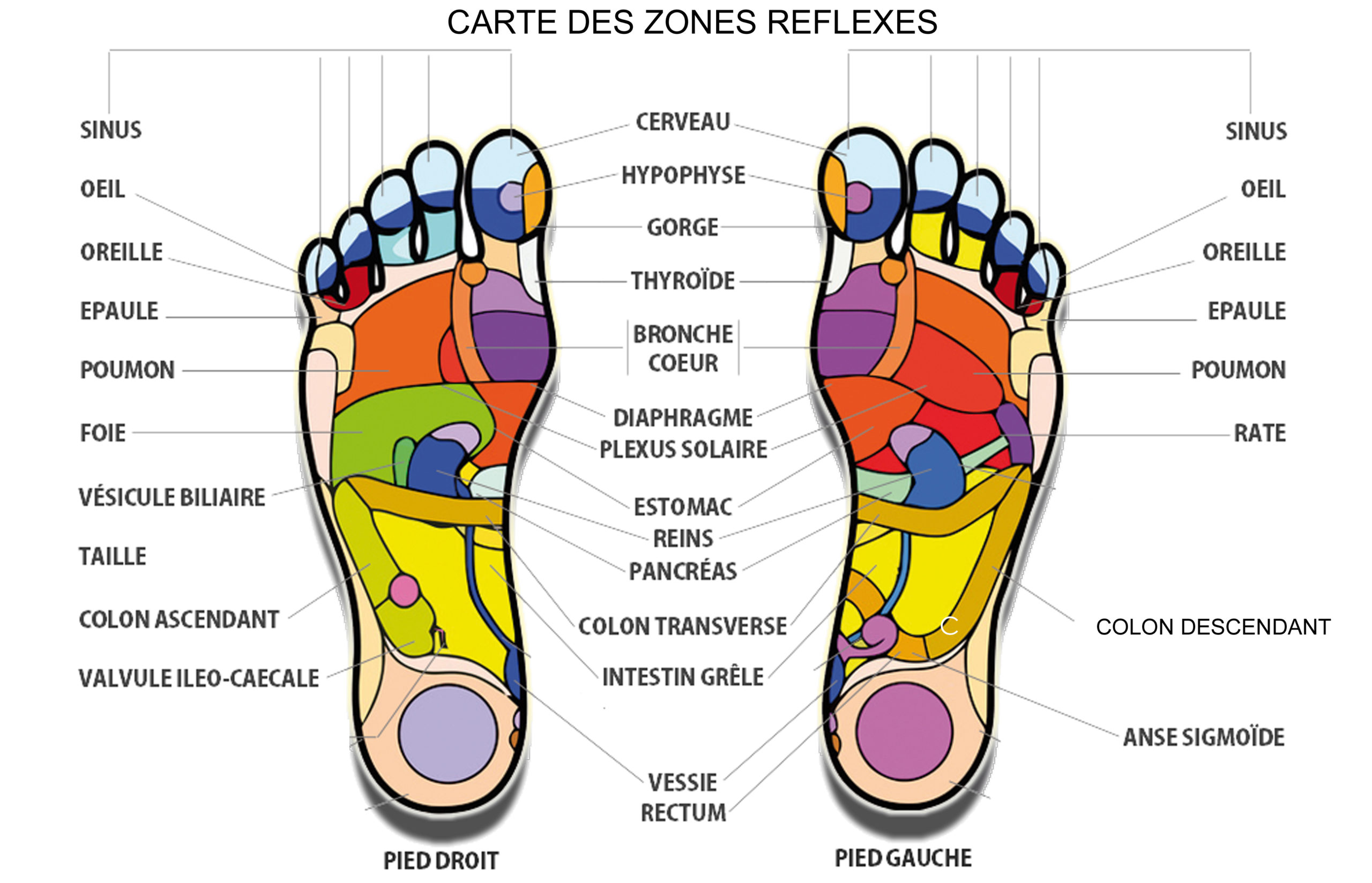 reflexologie-plantaire-a-houilles